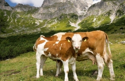 Auf der Alm Radstadt Land Salzburg