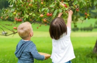 die Äpfel sind reif,  komm und hilf mir pflücken