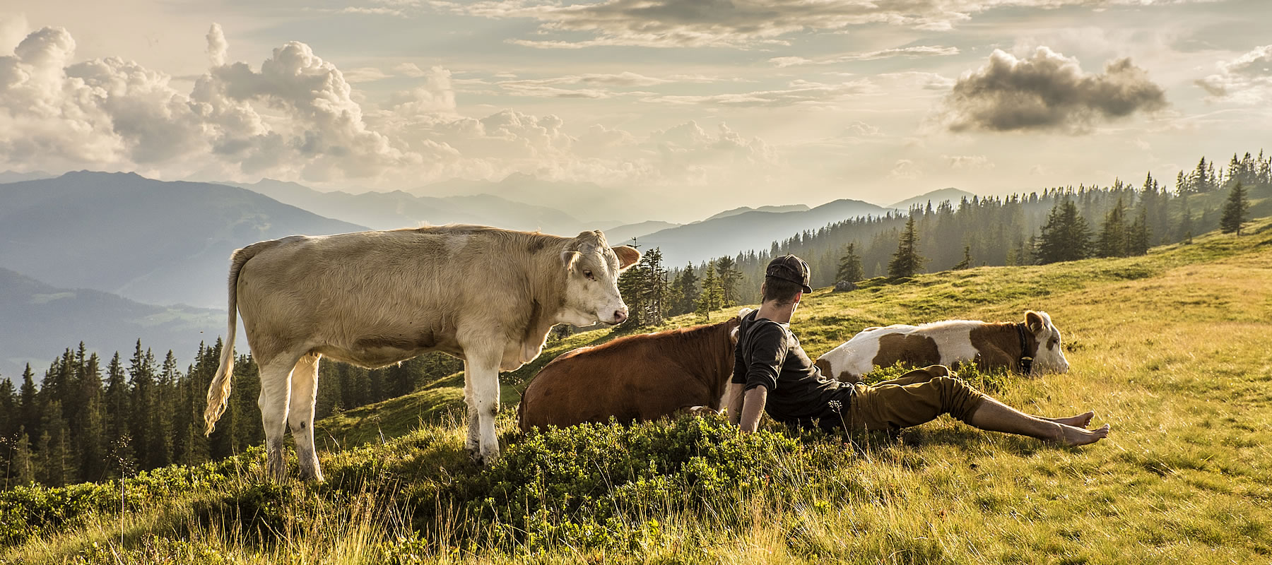 auf der Weide mit Kuh